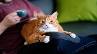 Kedi sahiplenmeden önce bunlara dikkat edin!